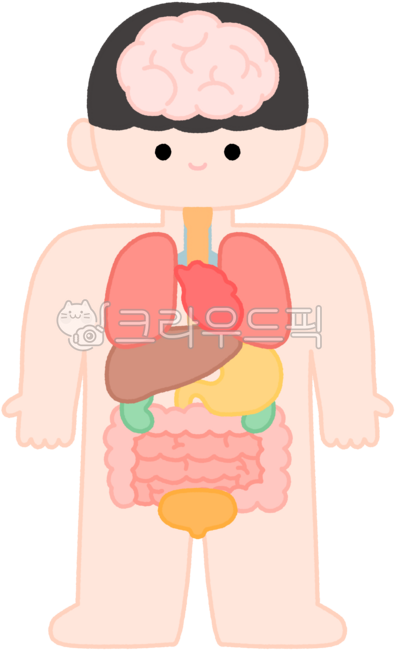 소화기관,순환기관,호흡기관,인체기관,유아과학,어린이건강,organpuzzleillustration,humanbodychart,preschoolscience,신체기관,장기,장기기관,신체구조,뇌,심장,폐,간,위,신장,대장,소장,방광,식도,기도,brain,heart,lungs,liver,stomach,kidneys,largeintestine,smallintestine,bladder,esophagus,trachea,digestivesystem,circulatorysystem,respiratorysystem,humanbodyorgans
