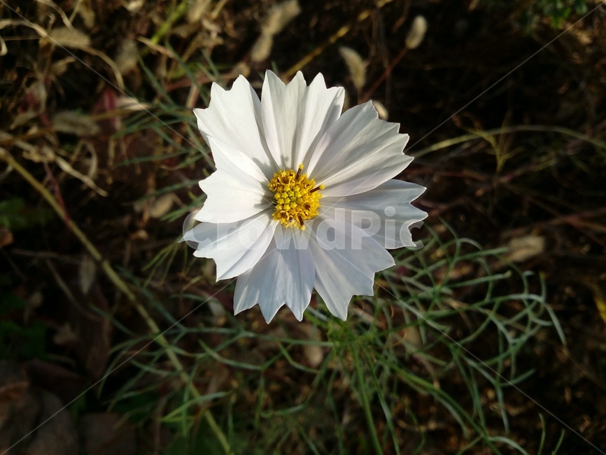 plant,식물,꽃,자연,flower,식물,자연,plants,nature,꽃,flower