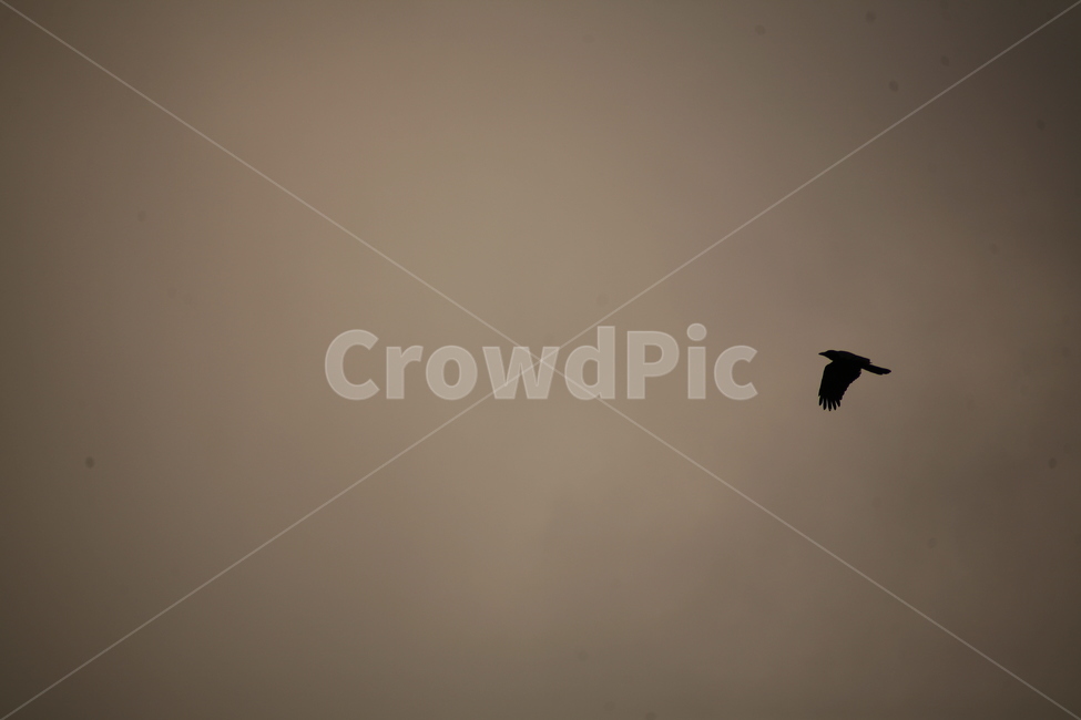 새,까마귀,동물,animal,야생동물,동물,animal,조류,새,birds