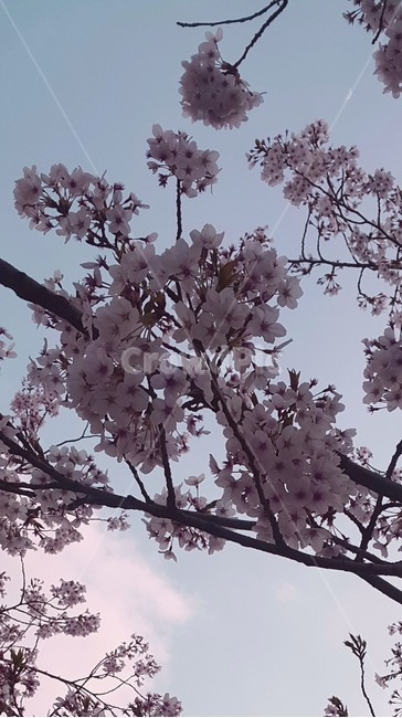 꽃,flower,벛꽃,봄,cherryblossom,봄꽃,예쁜