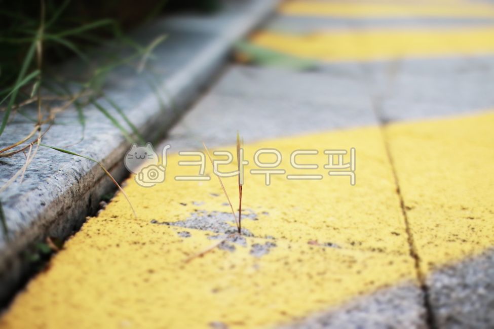 바닥,콘크리트,벽돌,새싹,잔디,보도블럭,강인함,생명력
