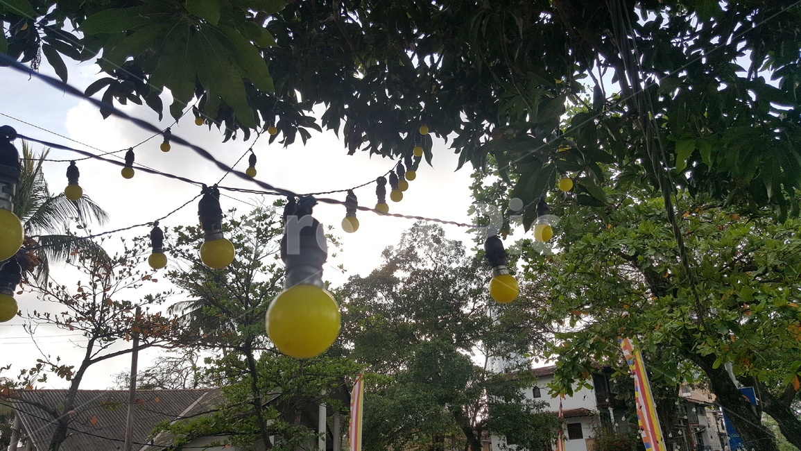 스리랑카거리,노란전구,나무에걸린전구,전구,yellowlightbulb,노란전등
