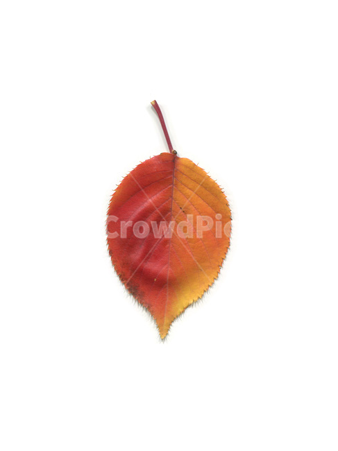 단풍,단풍잎,나뭇잎,가을,잎,낙엽,식물,autumn,leaf,leaves,maple,fall,plant,가을,계절,fall,autumn,season