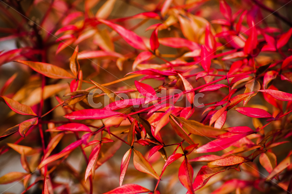 식물,단풍,나무,가을,빨간색,색상,가을,계절,fall,autumn,season,leaf,잎,plant,tree,maple