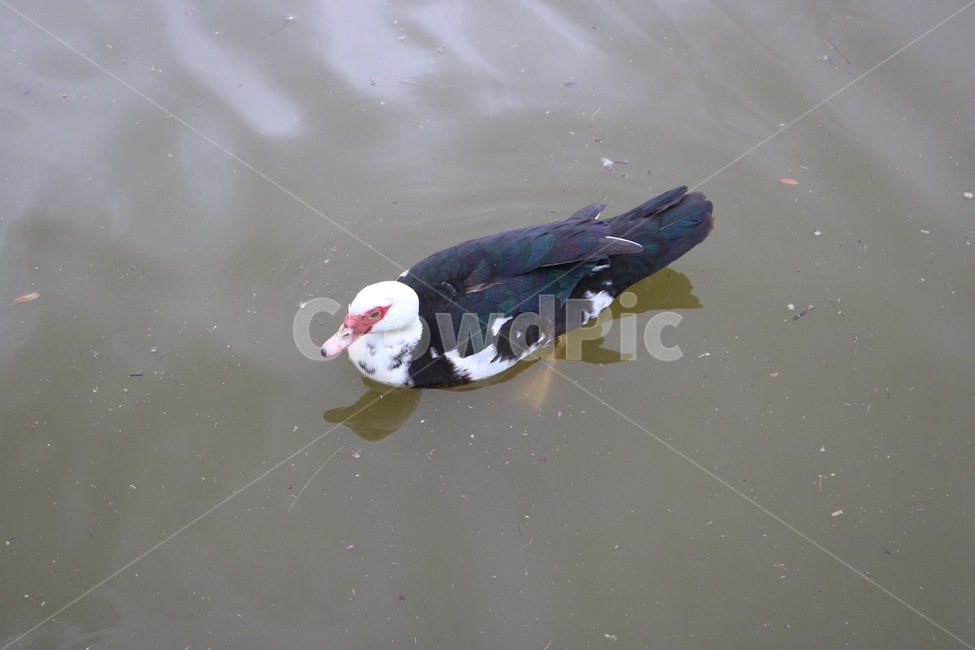 오리,동물,물,수영,자연,duck,animal,water,swimming,nature,ahiru,doubutsu,mizu,suiei,동물,animal,조류,새,birds