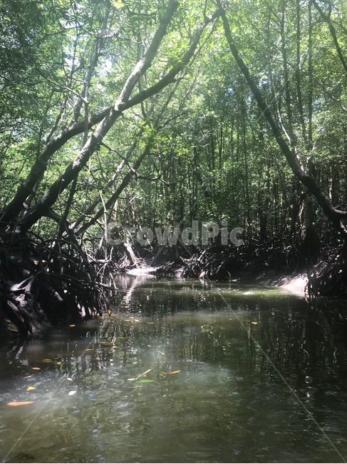 자연,맹그로브,나무,정글,늪,호수,강,숲,nature,mangrove,mangrovetree,tree,jungle,lake,river,자연,풍경,nature,landscape,land,땅,outdoors,옥외,vegetation,초목,plant,식물,water,물,밀림