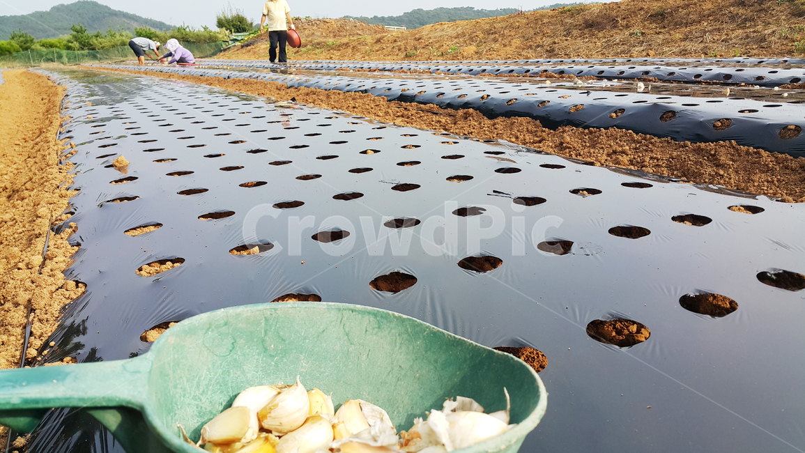 마늘,농사,비닐,작업,마늘심기,모종,밭,고향,산업,industry,industrial,농업,농사,agriculture,farming,farming industry