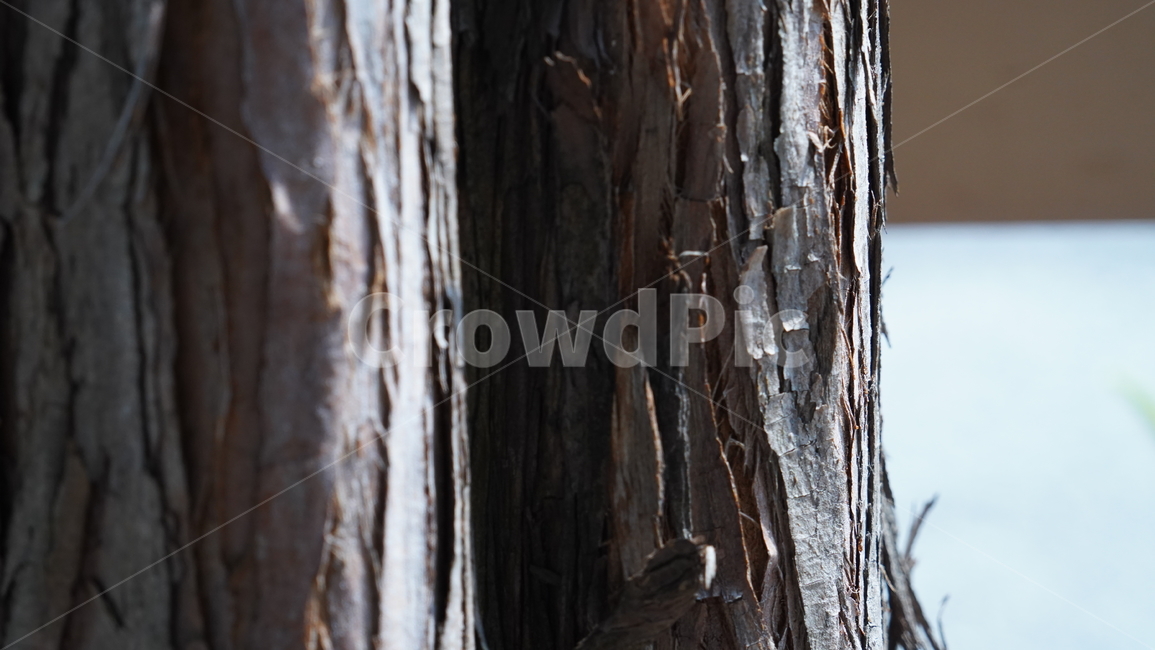 나무,tree,나무기둥,woodstrut,wood