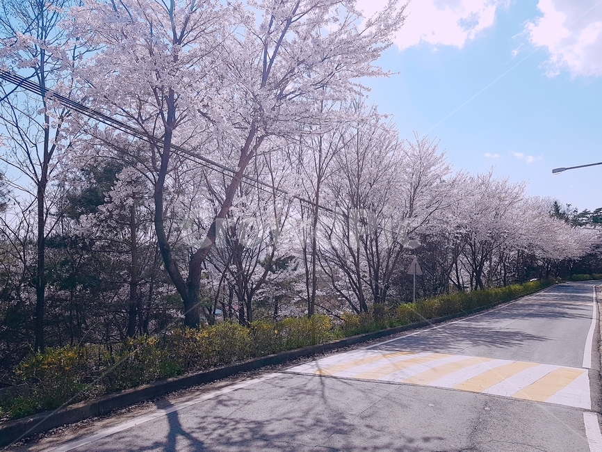 벚꽃,cherryblossom,landscape,풍경,경치,scenery,panoramic,파노라마,자연,outdoors,옥외,plant,식물