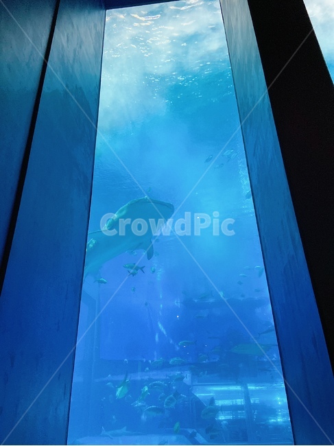 상어,수족관,shark,water,신비한