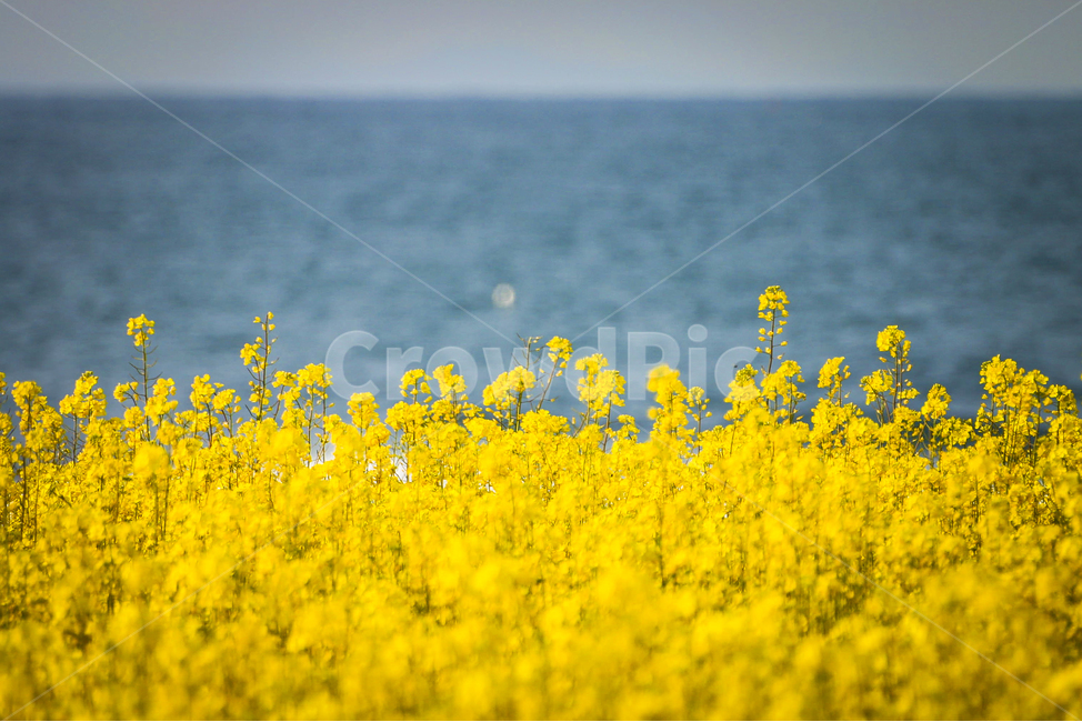 유채,유채꽃밭,노란색,flowergarden,rapeflower,풍경,바다,파란색,봄,계절,spring,season,자연,풍경,nature,landscape,field,들,outdoors,옥외,grassland,목초지
