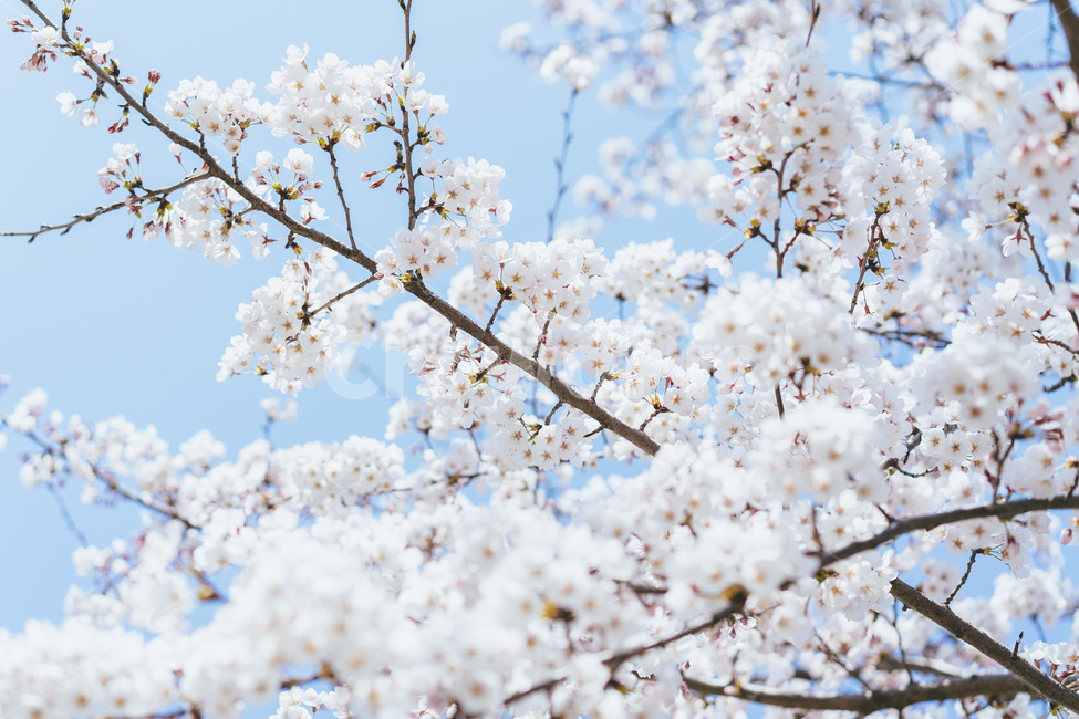 봄,spring,벚꽃,꽃,blossom,cheeryblossom,자연,식물,nature,하얀꽃,맑은,하늘,봄꽃,flower,봄,계절,spring,season