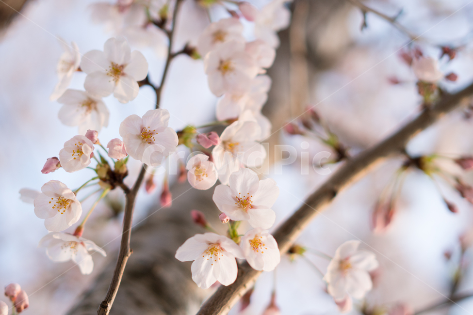 꽃,벚꽃,자연,포근,포근함,봄,계절,spring,season,식물,자연,plants,nature,꽃,flower,plant