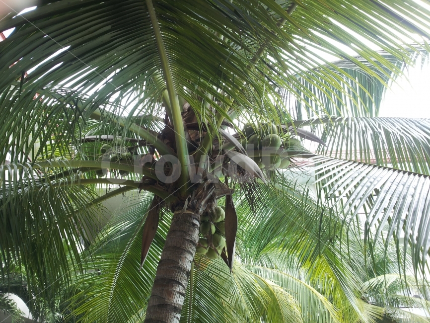 필리핀,Philippines,열대,열대지방,아열대,열대지역,동남아,동남아시아,아시아,asia,동양,자연,nature,풍경,야자수,여름,summer,여행,해외여행,외국,외국여행,해외,정원,공원,관광,해외관광,여름휴가,휴가,코코넛,열매,과일,과실,fruit,식물,나무,tree,더운,덥다,뜨거운,뜨겁다,경치,여름,계절,summer,season,식물,자연,plants,nature,plant,vegetable,야채,nut,너트,food,음식