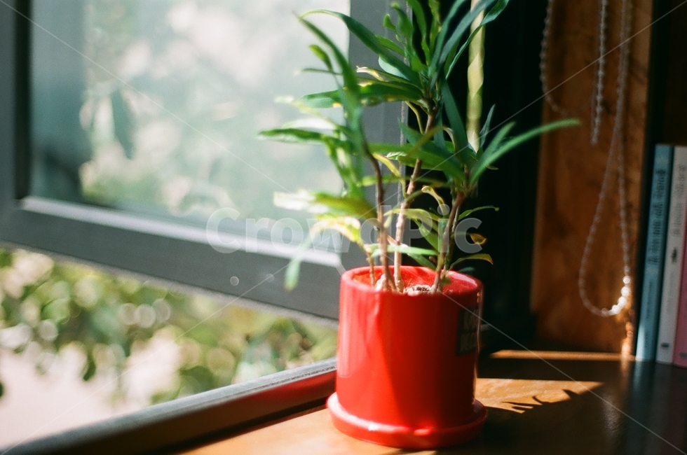 식물,화분,창문,햇빛,감성사진,창가,따뜻함,따스함,필름사진,filmphotography,plant,window,sunlight,식물,자연,plants,nature,실내용화초,화분,화초,house plant,휴식,힐링,rest,relaxation,healing