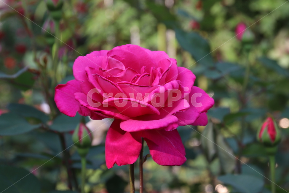 장미꽃,장미,꽃,자연,풍경,이곡장미공원,식물,자연,plants,nature,꽃,flower