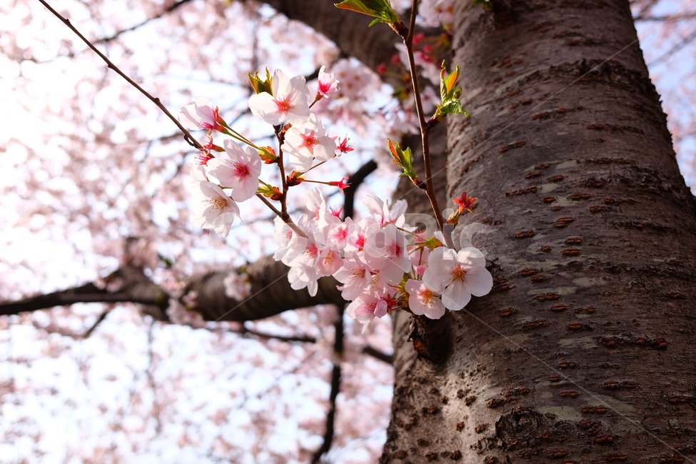 벚꽃,봄,꽃,나무,자연,풍경,봄,계절,spring,season,식물,자연,plants,nature,꽃,flower,plant,blossom