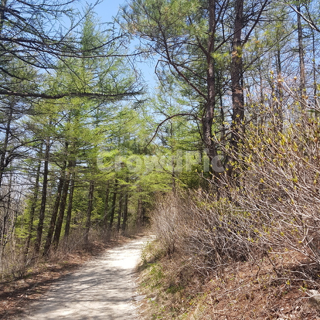 산,나무,자연,산길,등산로,힐링,그림자