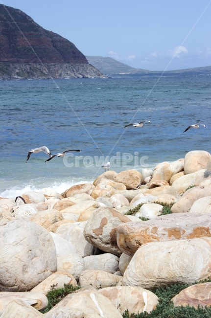 갈메기,돌,바다,산,풍경,자연,물,자연,풍경,nature,landscape,해외,외국,세계,foreign,oversea,world,세계자연풍경,해외자연풍경,외국자연풍경,world nature landscape,동물,animal,조류,새,birds,bird