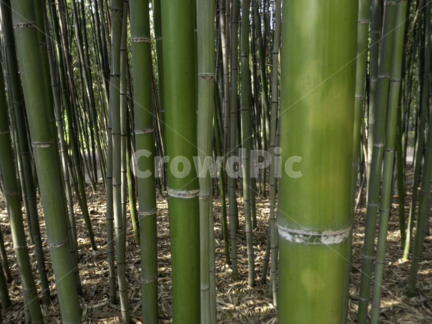 대구수목원,수목원,botanicalgarden,대나무,대나무숲,대나무숲길,자연,nature,bamboo,식물,plant,식물,자연,plants,nature,나무,trees,wood