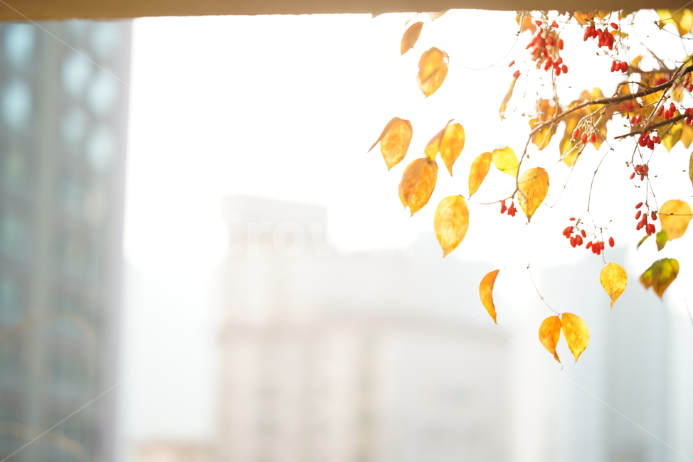 감성,빛,나뭇잎,식물,햇살,계절,풍경,햇빛,잎,나무,느낌,가을,계절,fall,autumn,season,식물,자연,plants,nature,휴식,힐링,rest,relaxation,healing,plant,leaf
