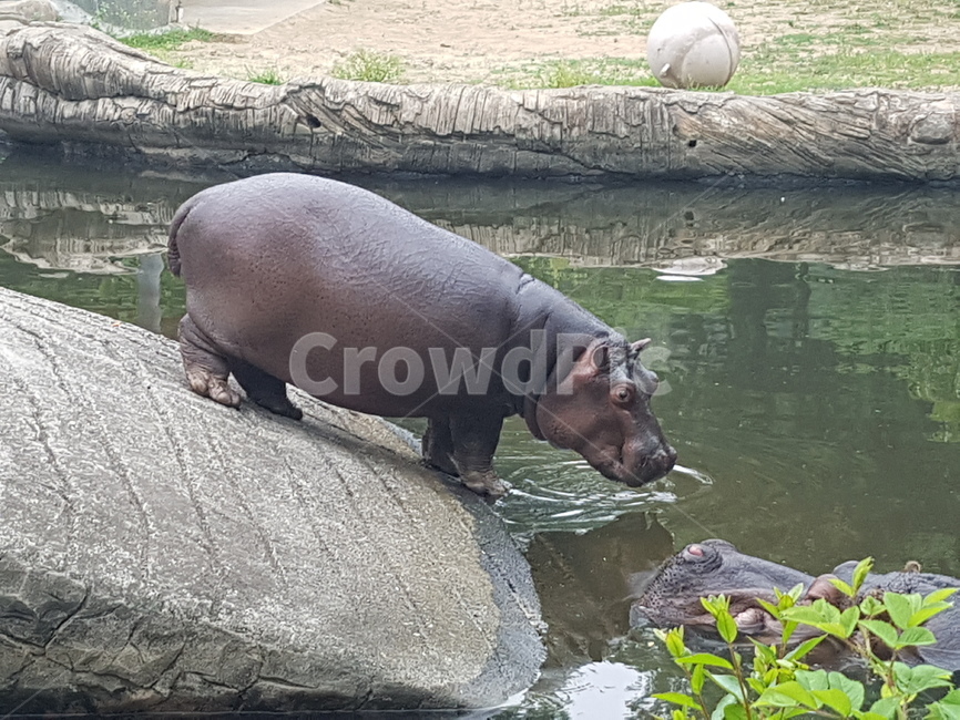 하마,동물,서울동물원,동물원,포유류,mammal,animal,동물,animal,포유류,mammal