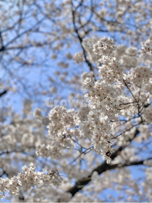식물,blossom,꽃,flower,벚꽃,plant,cherryblossom,sky,blue,white