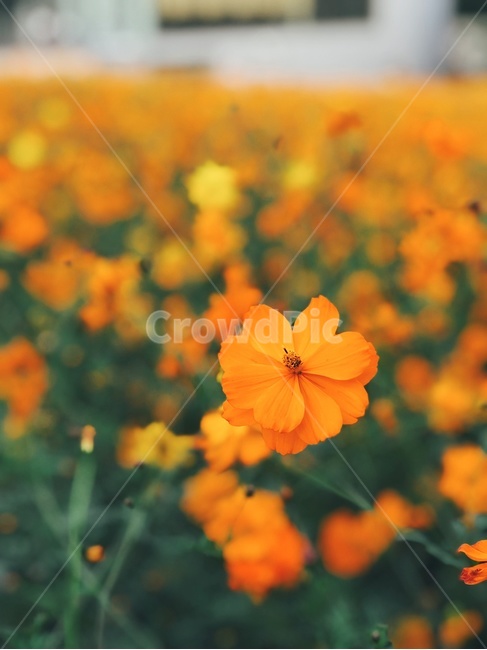 올림픽공원,들꽃마루,들꽃,코스모스,가을,식물,자연,autumn,가을,계절,fall,autumn,season,식물,자연,plants,nature,꽃,flower,blossom,geranium,제라늄,plant