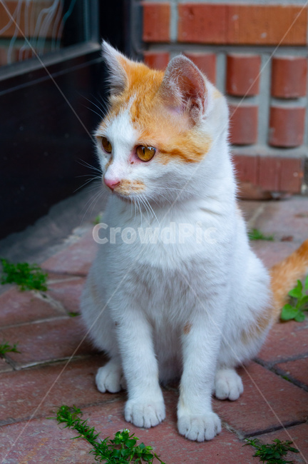 고양이,고양이정면,고양이측면,길고양이,동물,노란고양이