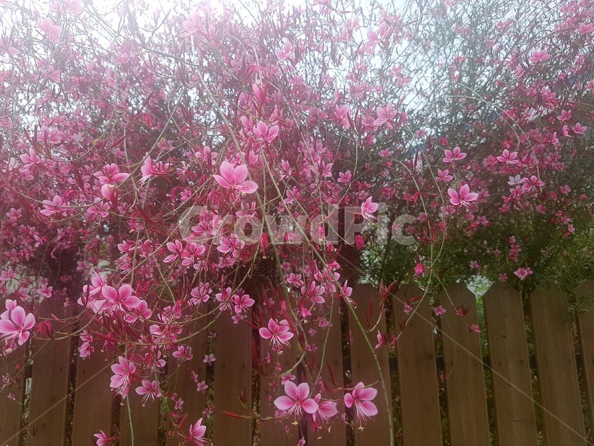 plant,식물,blossom,꽃,flower,감성사진,핑크색꽃,분홍색,분홍색꽃,가을,벚꽃,코스모스