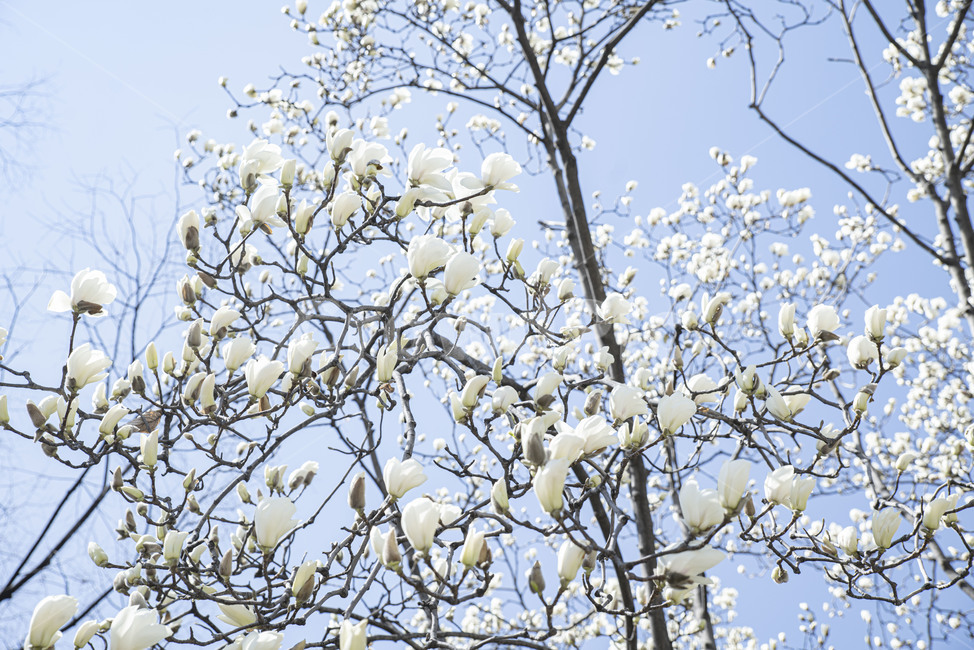 목련,목련나무,봄꽃,꽃나무,봄,꽃,식물,자연,plants,nature,꽃,flower