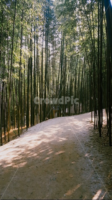 나무,대나무,공원,경관,자연,자연,풍경,nature,landscape,plant,식물