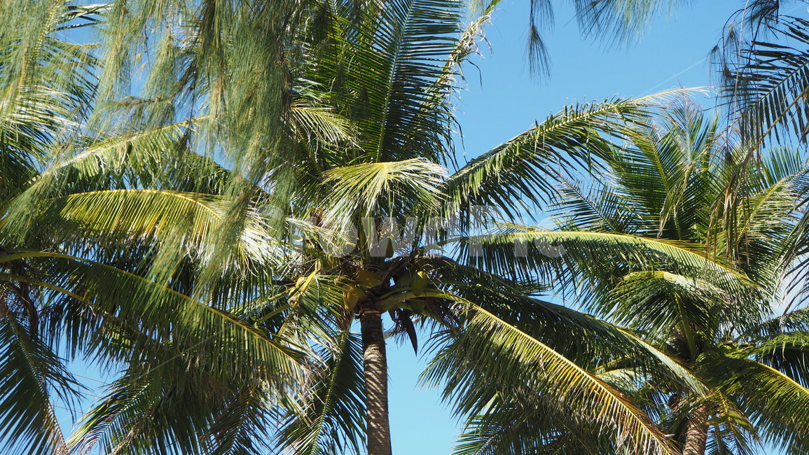plant,식물,나무,tree,야자수,arecaceae,palmtree,summer,여름,자연,풍경,nature,landscape