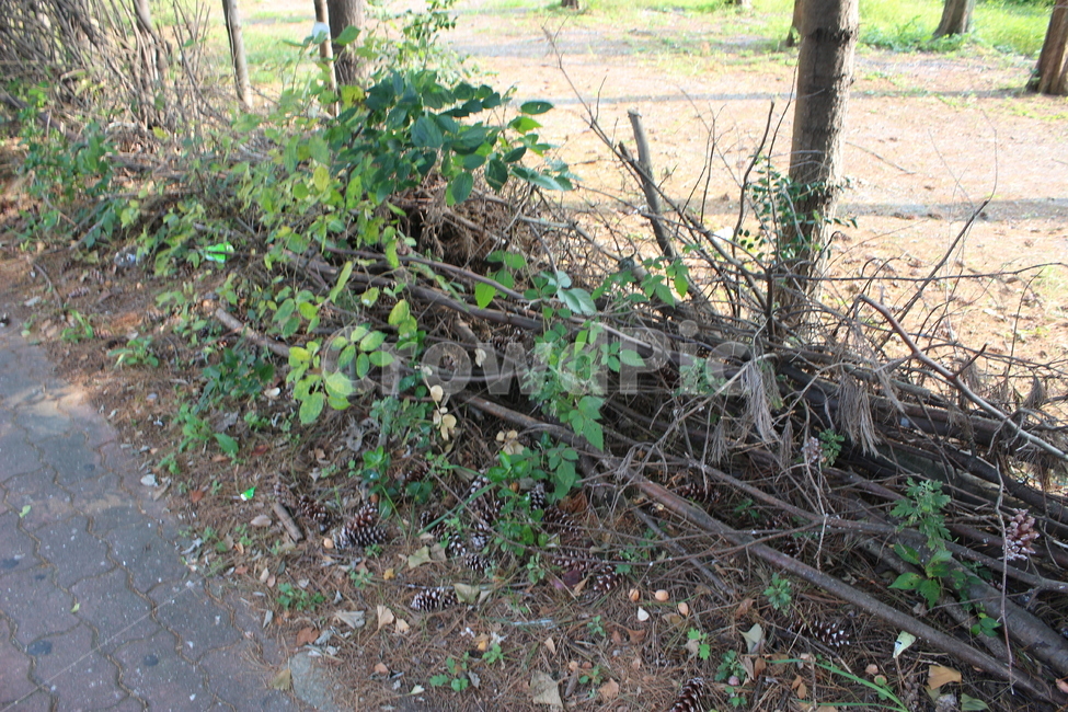 숲,tree,flare,플레어,light,빛,식물,plant,길가,나무,가지,식물,자연,plants,nature,나무,trees,wood