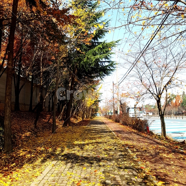 나무,tree,낙엽,풍경,가을