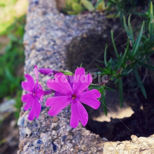 벽돌,야생화,꽃,달력,패턴,식물,자연,plants,nature,꽃,flower