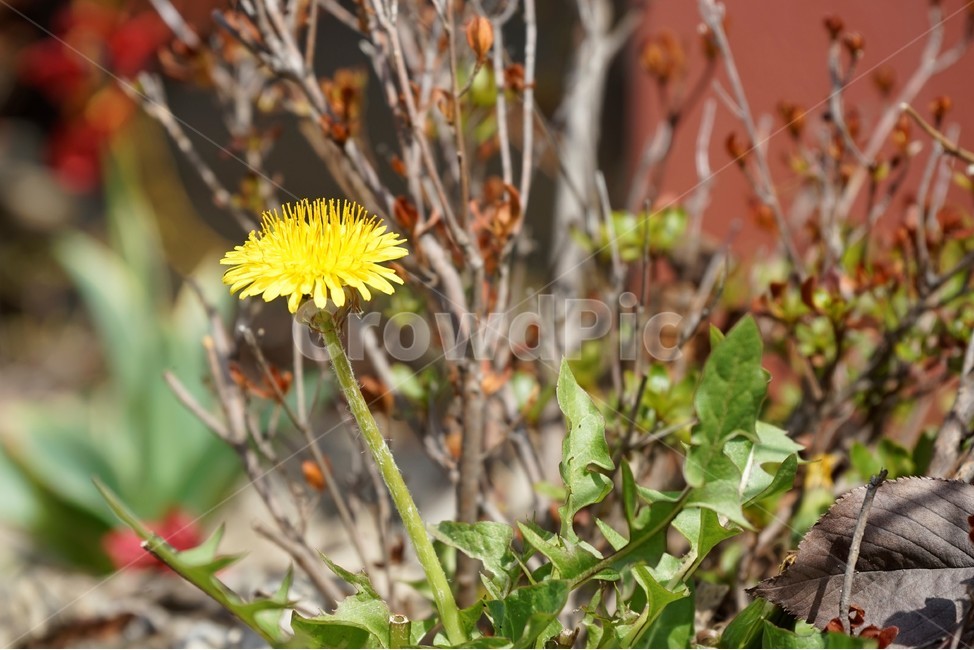 민들레,봄꽃,꽃,서양민들레,식물,plant,봄소식,강인함,식물,자연,plants,nature,꽃,flower
