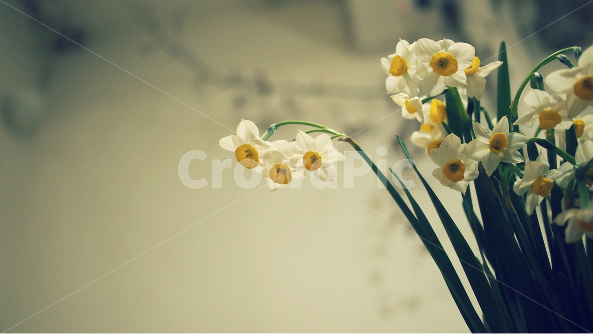 수선화,꽃,자연,하얀꽃,감성사진,식물,자연,plants,nature,꽃,flower,실내용화초,화분,화초,house plant,감성,sensible,feeling,인테리어,실내디자인,interior design