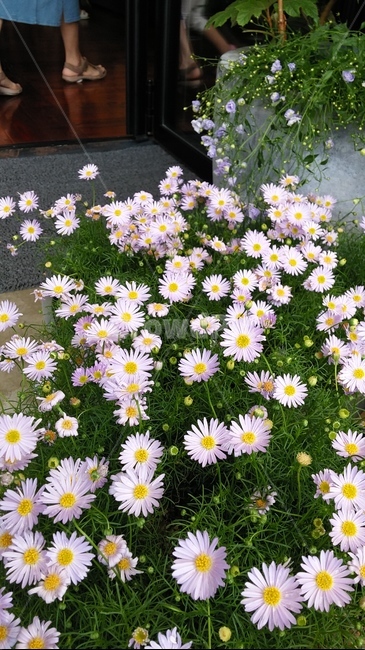 꽃,식물,자연,분홍꽃,flower,식물,자연,plants,nature,꽃,flower
