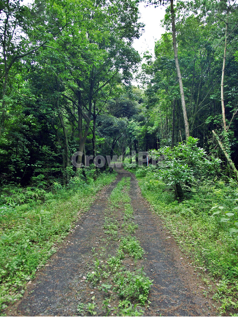 농로,솔숲,제주,올레19코스,올레길,숲길,자연,풍경,nature,landscape,dirt road,흙길,gravel,자갈,road,도로,ground,바닥