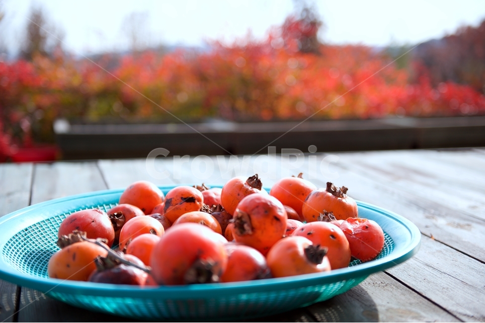 plant,식물,persimmon,감,과일,fruit,food,홍시,가을,열매,가을,계절,fall,autumn,season,음식,식재료,요리,food,cook,meal,dishes,food reserves,과일,열매,fruit