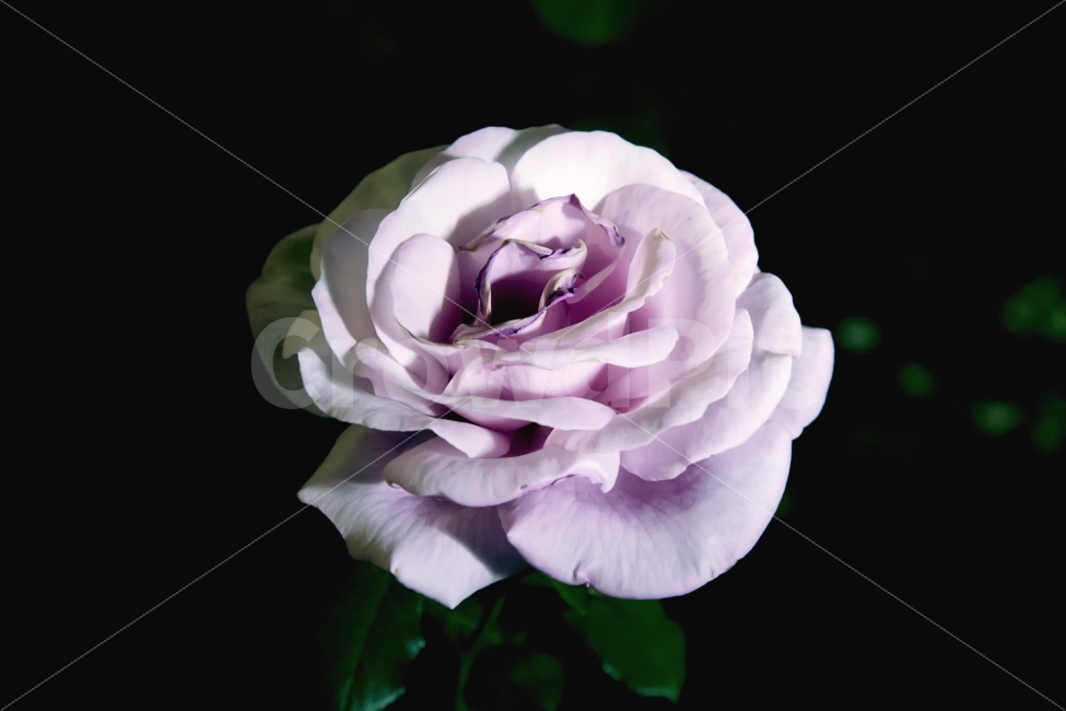 5월,로즈,rose,장미,밤에피는장비,백장미,꽃,may,flower,공원,사랑,장미꽃,식물,자연,plants,nature,꽃,flower