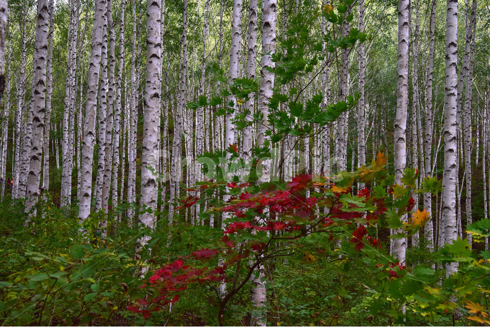 tree,나무,자작나무,풍경,자연,brich,brichforest,식물,자연,plants,nature,나무,trees,wood