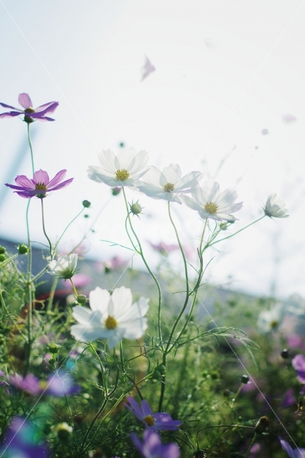 코스모스,가을,식물,아웃포커싱,꽃,가을,계절,fall,autumn,season,식물,자연,plants,nature,꽃,flower,감성,sensible,feeling,휴식,힐링,rest,relaxation,healing,plant,geranium,제라늄,blossom