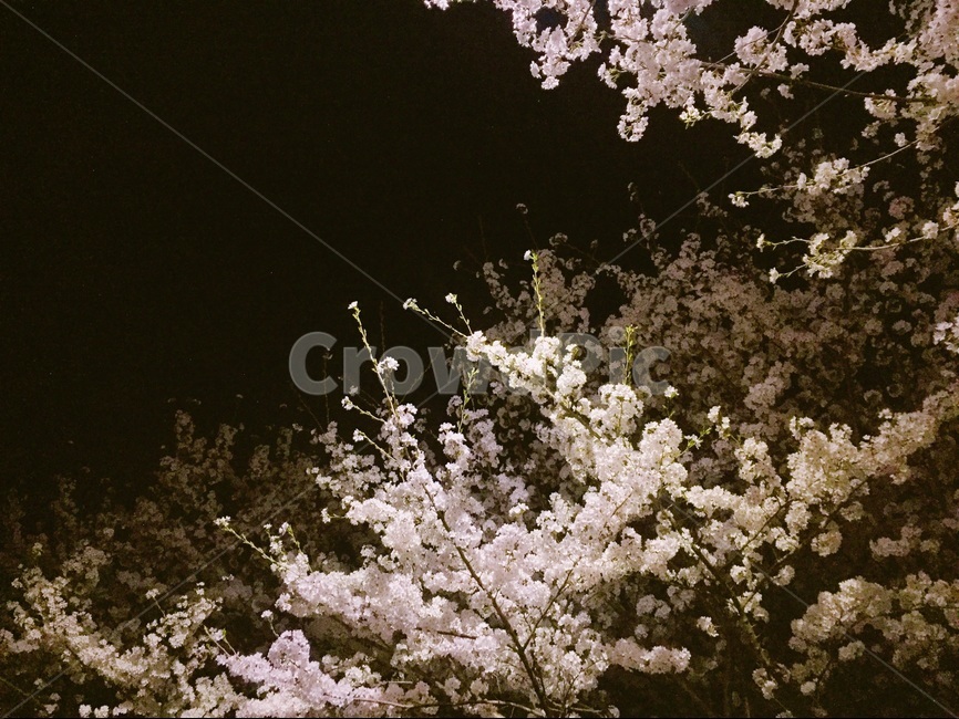 밤,벚꽃,하늘,봄,flower,봄,계절,spring,season,야경,밤,풍경,nightscape,night,landscape,식물,자연,plants,nature,꽃,flower,blossom,cherry blossom,plant