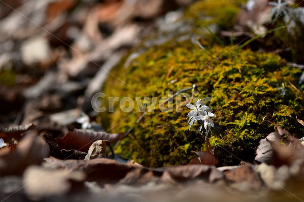 너도바람꽃,2018년,3월,야생화,꽃,생태,식물,자연,들꽃,산꽃,봄,감성,힐링,플라워,계절,시즌,wild,Flower,plants,nature,spring,season,배경,풀,초본,미나리아재비과,너도바람꽃속,flower,생태사진,봄꽃,자생지,강원도,홍천,여러해살이풀,흰색꽃,꿀샘,봄,계절,spring,season,식물,자연,plants,nature,꽃,flower,plant