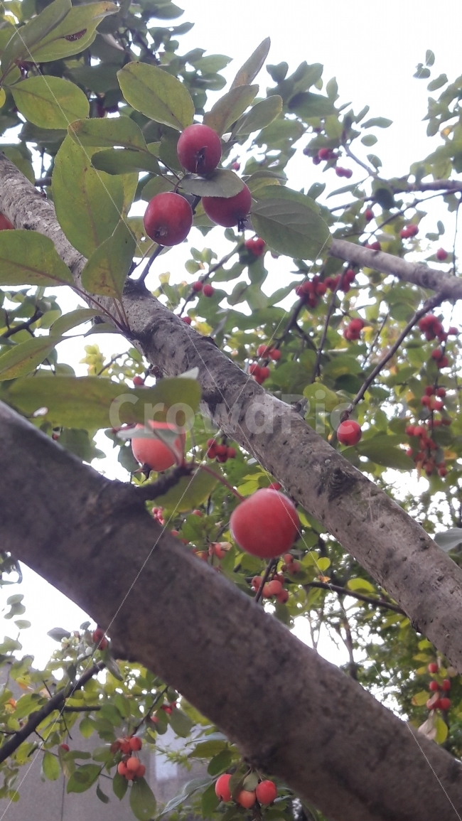 나무,가을,사과,미니,빨강,음식,식재료,요리,food,cook,meal,dishes,food reserves,과일,열매,fruit