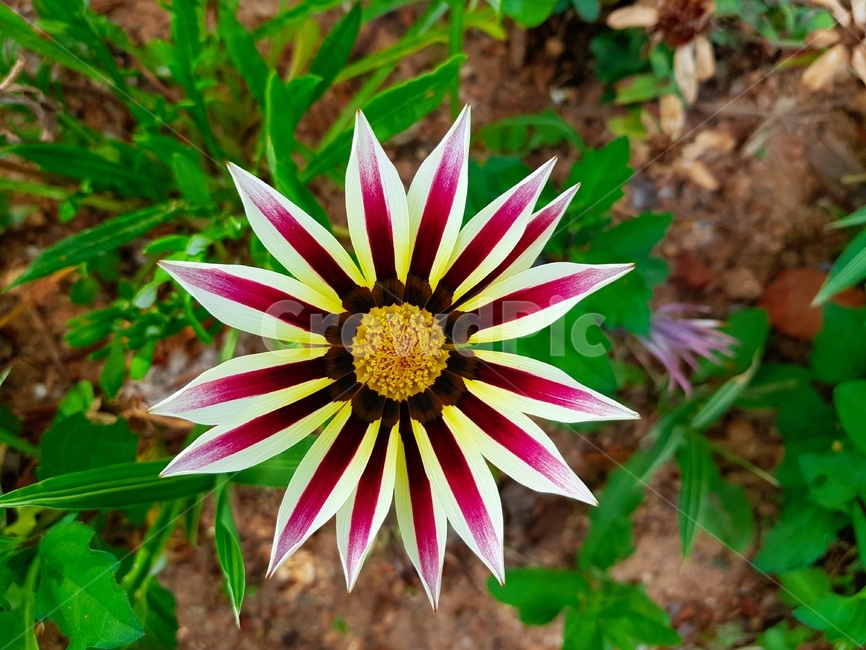 식물,꽃,flower,야생화,들꽃,식물,자연,plants,nature,꽃,flower