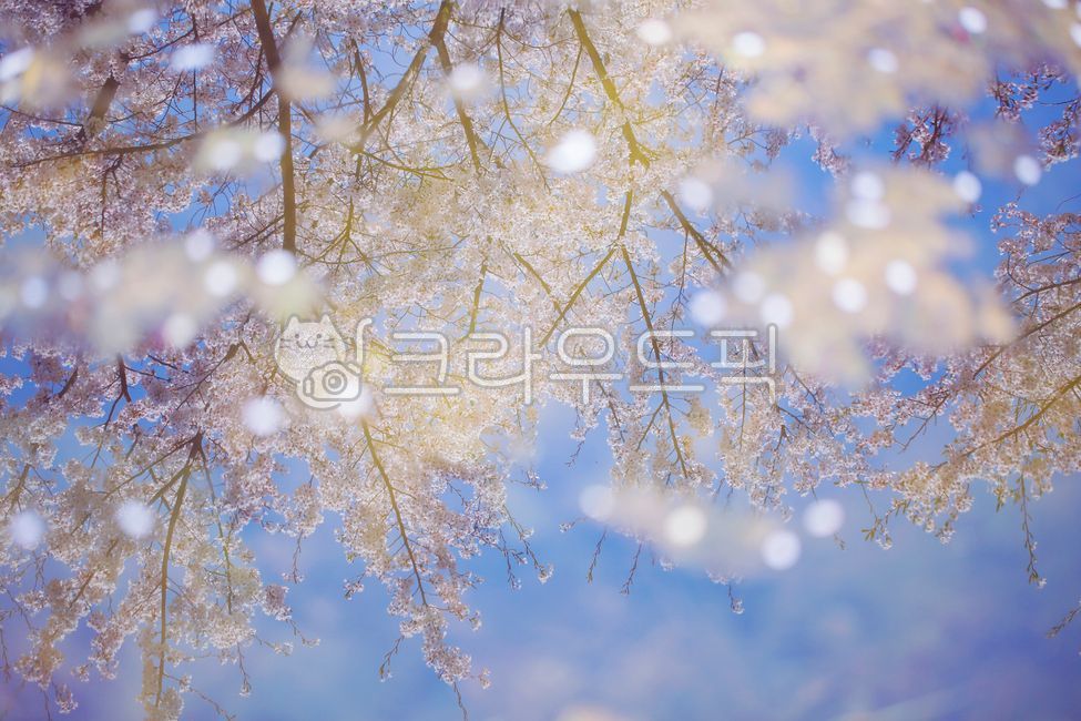 cherry,Cherry Blossom,reflection,get off,flower,spring,spring flowers,water reflection,Spring feeling,petal,Emotion,lake