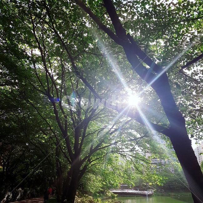 오후,햇살,빛,flare,sunshine,sunbeam,sun,sunlight,나무,자연,풍경